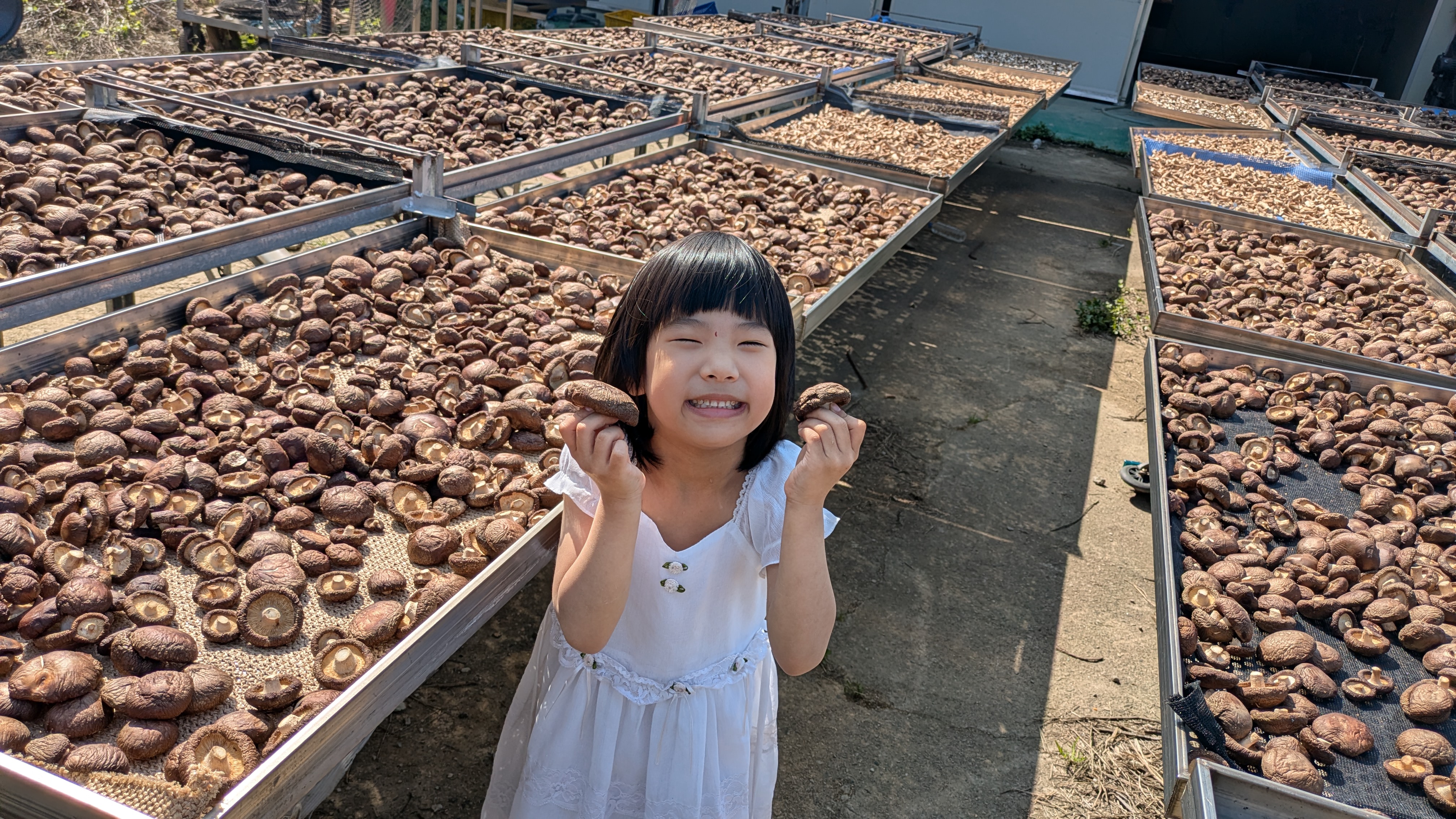 女兒於賴中仁日曬場手持特大黑早冬菇真實現場照